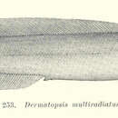 Image of Dermatopsis Ogilby 1896