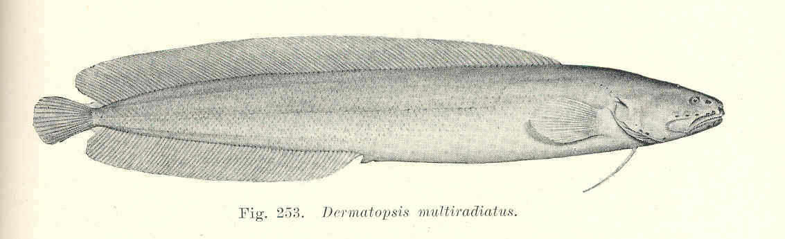 Image of Dinematichthyidae