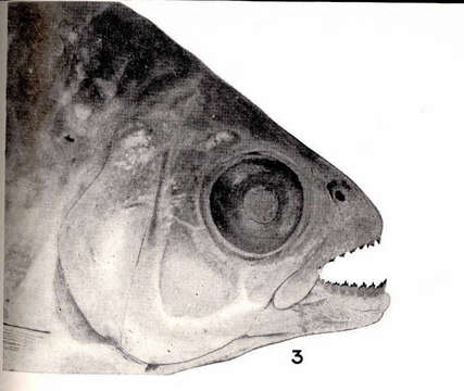 Image of Deuterodon