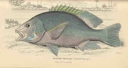 Image of Blubberlip snapper