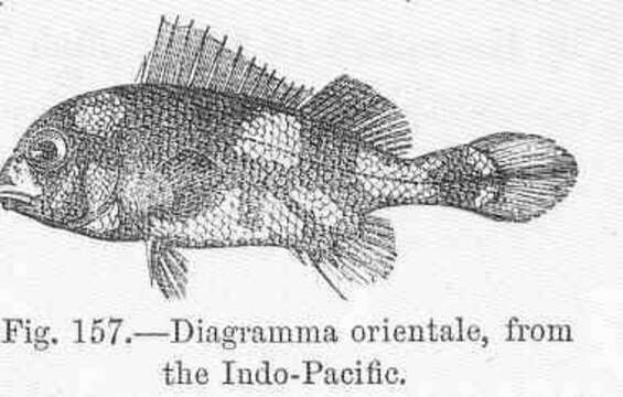 Image of Diagramma