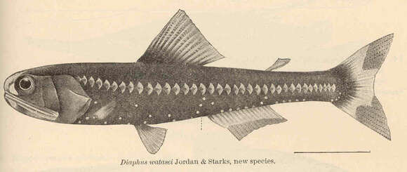 Plancia ëd Diaphus