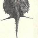 Image of Dibranchus nasutus Alcock 1891