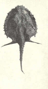 Image of batfishes