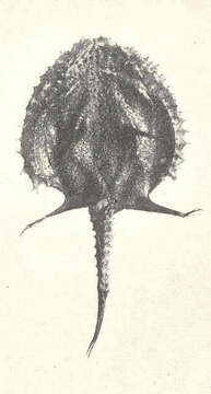 Image of batfishes