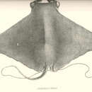 Image of Lesser Devilray