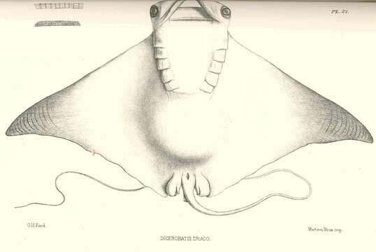 Image of Mobula ray