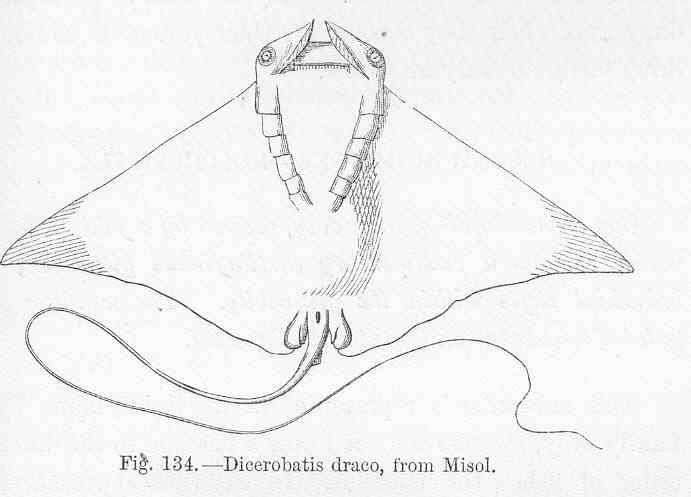 Image of Mobula ray