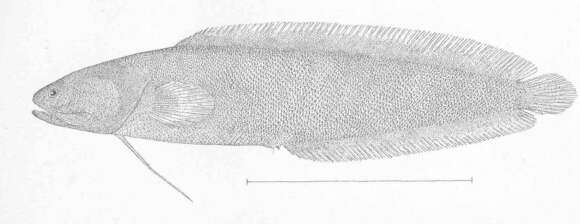 Image of <i>Dinematichthys ventralis</i>