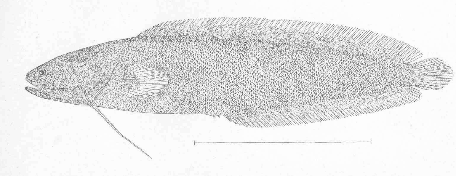 Image of <i>Dinematichthys ventralis</i>