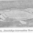 Image of Dinichthys Newberry 1868