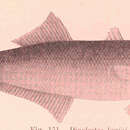 Image of Long-finned pike