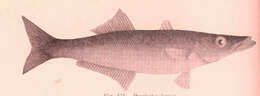 Image of long-finned pike