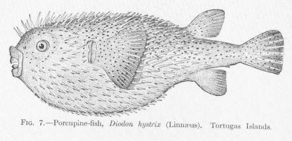 Image of Porcupinefish