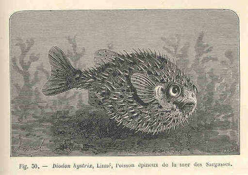 Image of Porcupinefish