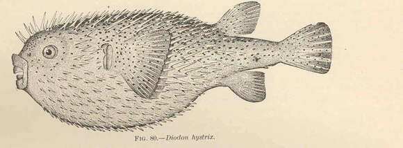 Image of Porcupinefish