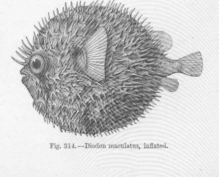 Image of Porcupinefish