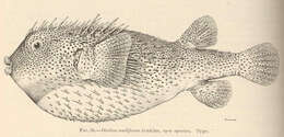 Image of Porcupinefish