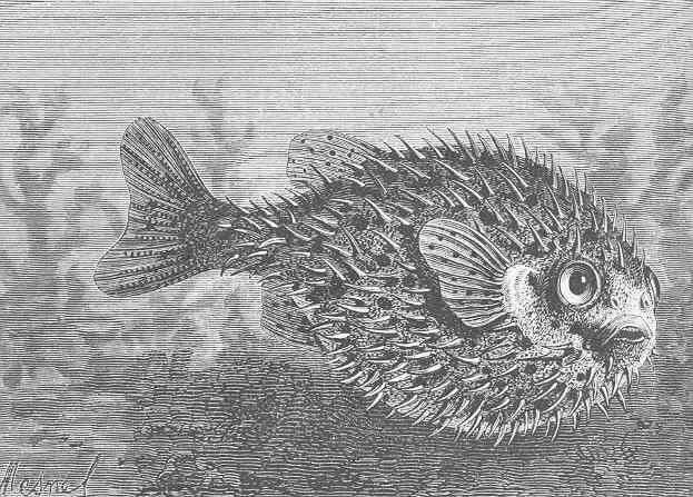 Image of Porcupinefish