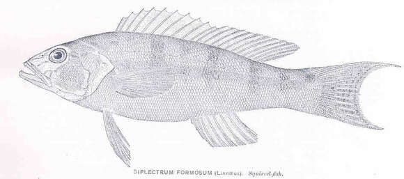 Image of sand perch