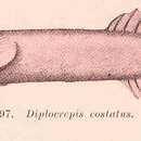 Image of Broad clingfish