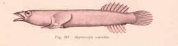 Image of Aspasmogaster