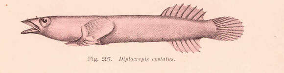 Image of Aspasmogaster