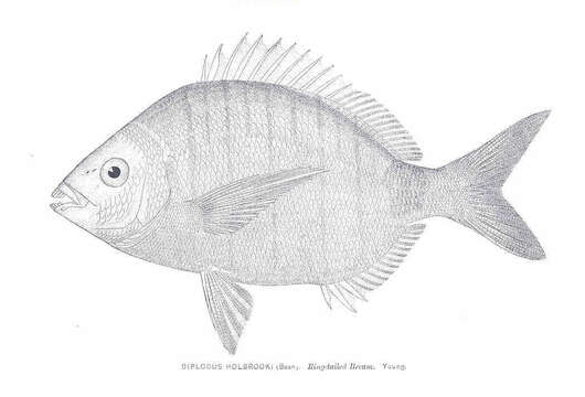 Image of Porgy