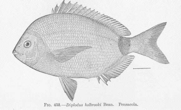 Image of Porgy