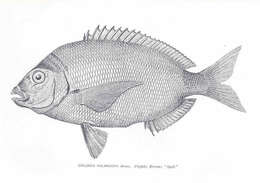 Imagem de Diplodus holbrookii (Bean 1878)