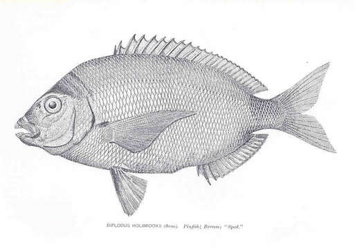 Image of Porgy