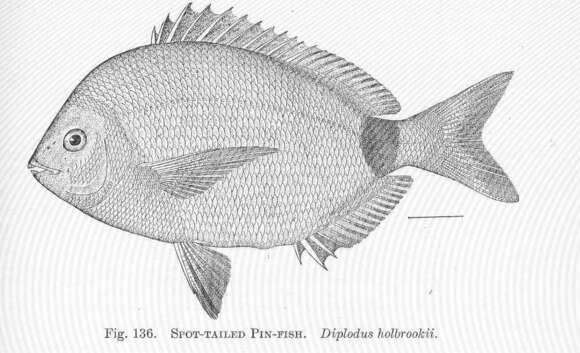 Imagem de Diplodus holbrookii (Bean 1878)