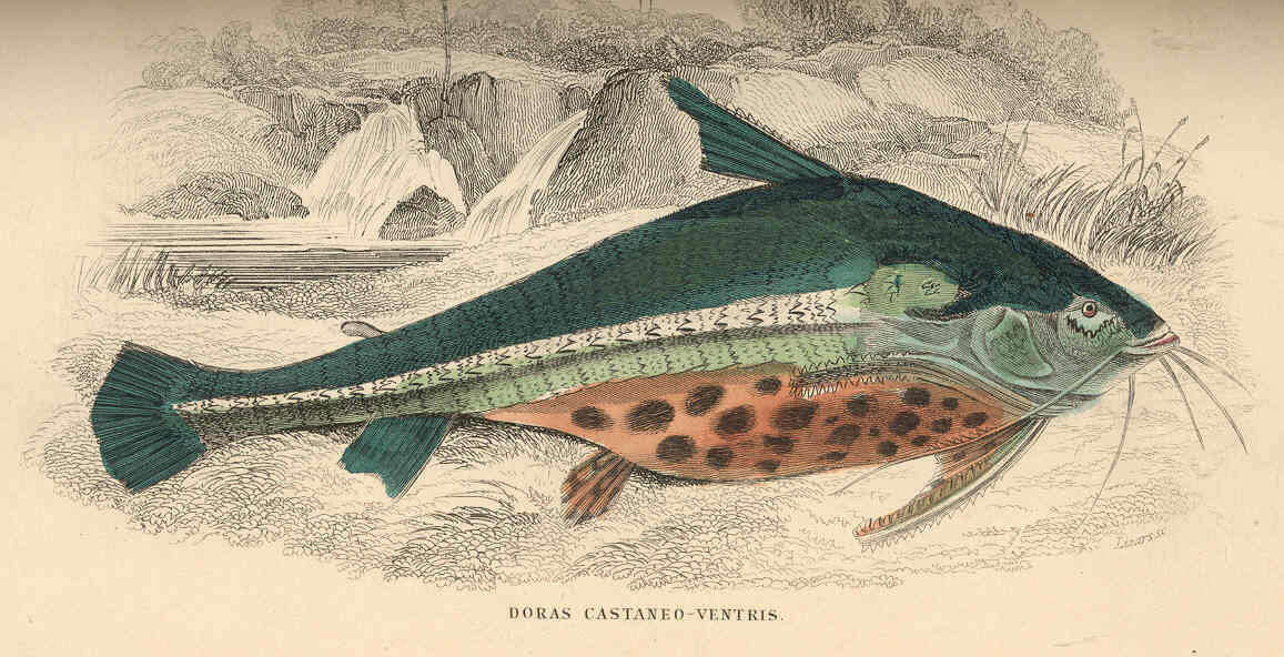 Image of thorny catfishes