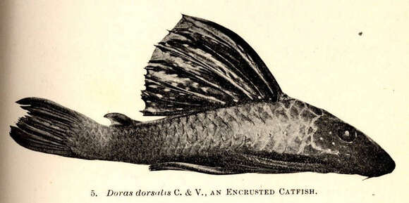 Image of Lithodoras