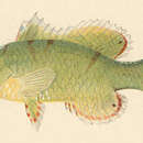 Imagem de Doratonotus megalepis Günther 1862