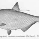 Image of American Gizzard Shad
