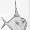 صورة Dorypterus Germar 1842