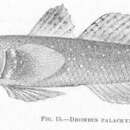 Image of Drombus palackyi Jordan & Seale 1905