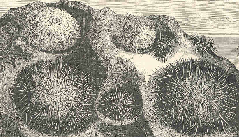 Image de Echinidae Gray 1825