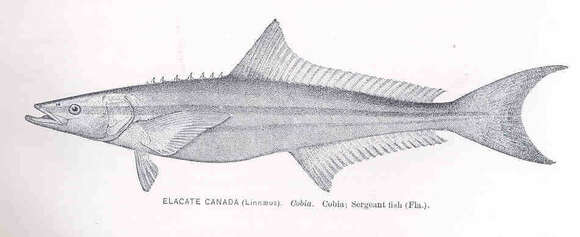 Image of Rachycentron