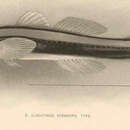 Image de Elacatinus oceanops Jordan 1904