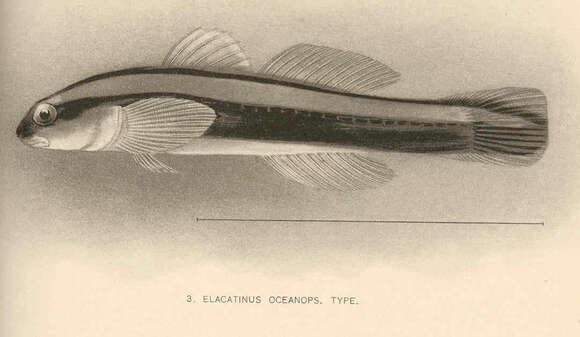 Image of Elacatinus