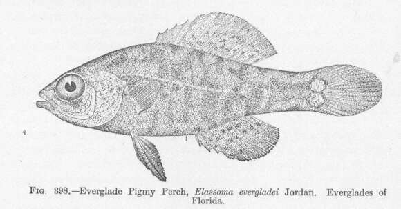 Plancia ëd Elassomatidae