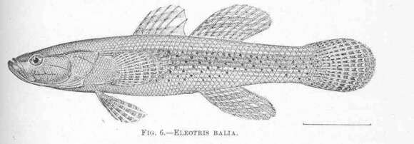 Image of Eleotris