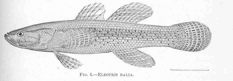 Image of Eleotris