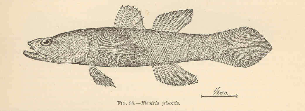 Image of Eleotris