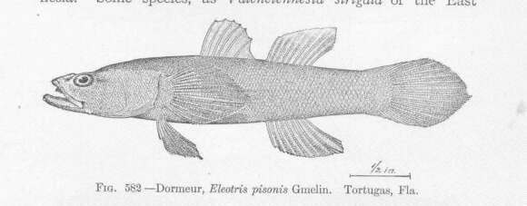 Image of Eleotris