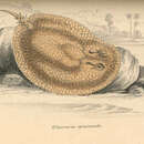 Image of <i>Elipesurus spinicauda</i>