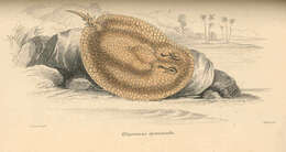 Image of Elipesurus Schomburgk 1843