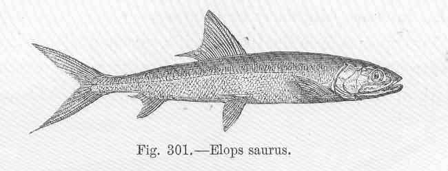 Image of lady fishes
